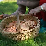 Pojezierze Drawskie Greanna * Ostrowice