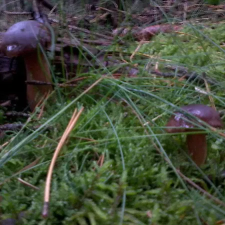 Pojezierze Drawskie Greanna Κατάλυμα σε φάρμα