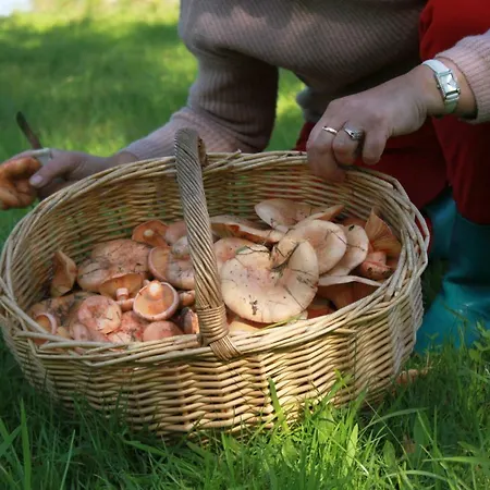 Pojezierze Drawskie Greanna * Ostrowice