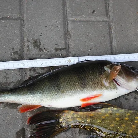 Κατάλυμα σε φάρμα Pojezierze Drawskie Greanna *