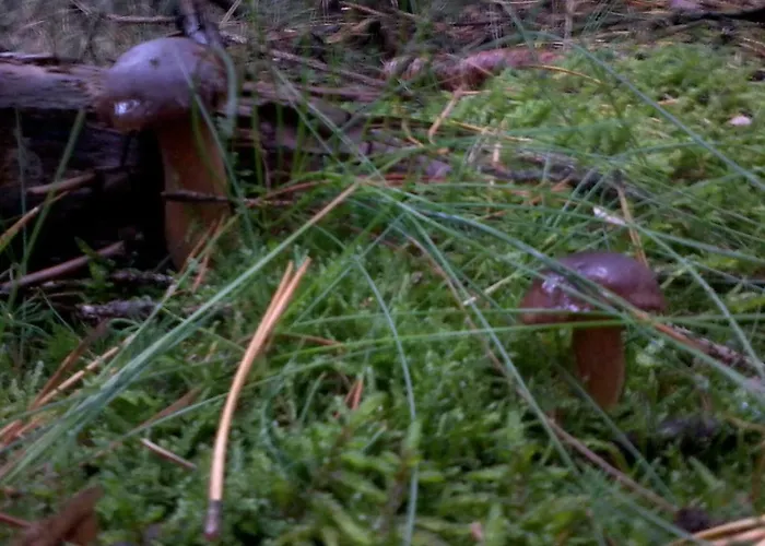 Pojezierze Drawskie Greanna ファームステイ