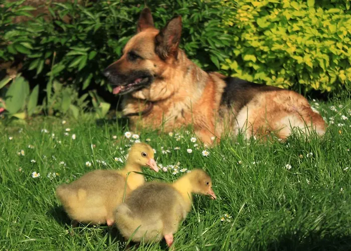 Pojezierze Drawskie Greanna