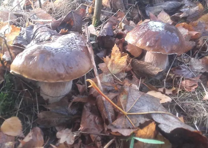 Pojezierze Drawskie Greanna Farmház *