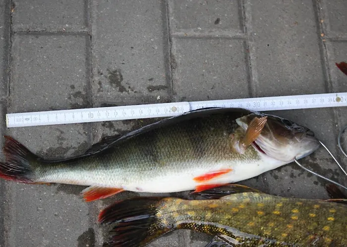 Farmház Pojezierze Drawskie Greanna *